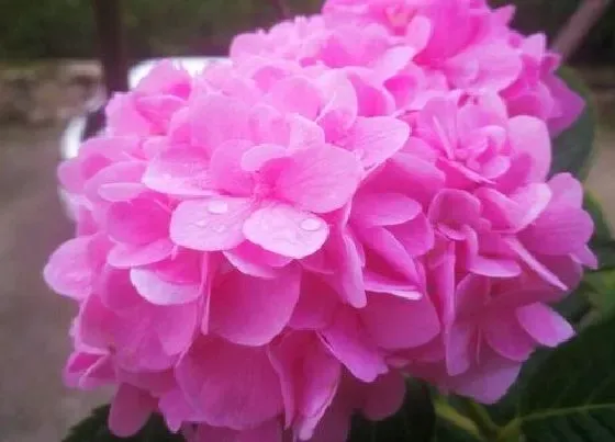花之最|大花绣球有哪些品种 值得入手的绣球花品种名称及图片