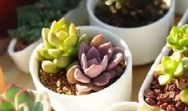 养殖科普|冬天种多肉要修根吗（冬天发回来的多肉需要剪根吗）