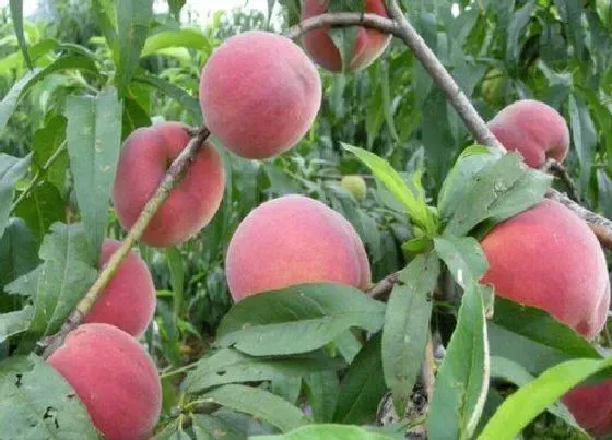 植物修剪|桃树怎么修剪方法