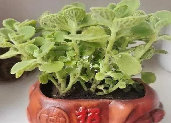 植物扦插|碰碰香可以扦插吗