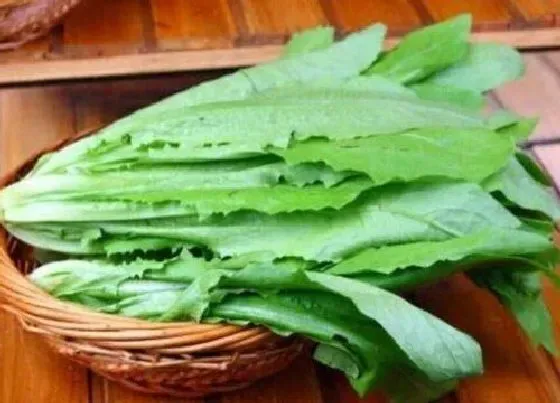 植物排行|油麦菜哪个品种好