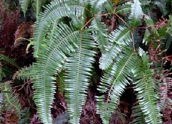 植物百科|芒萁是什么植物