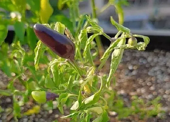 植物产地|七彩椒是哪里的特产