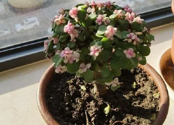 植物扦插|金枝玉叶怎样扦插繁殖