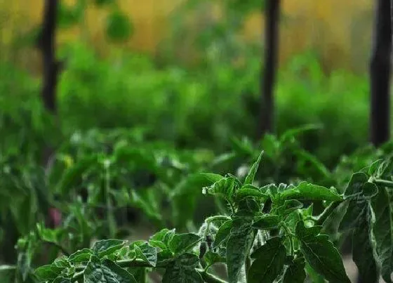 植物种类|灌木是草本还是木本植物