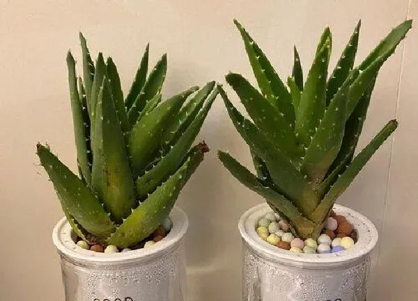 养殖科普|芦荟好养活吗