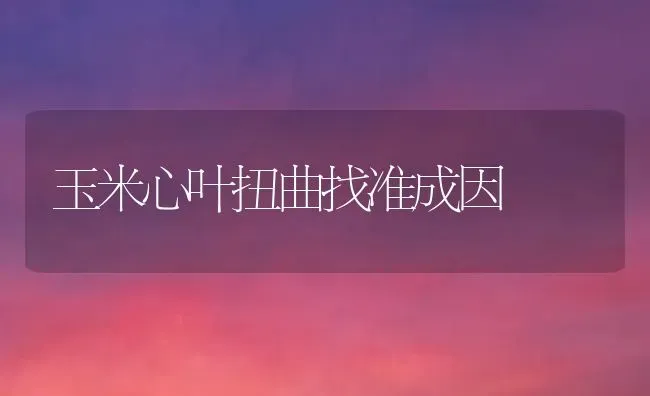 玉米心叶扭曲找准成因 | 粮油作物种植