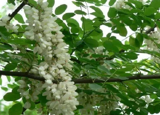 开花时间|洋槐什么时候开花 开放时间几月份