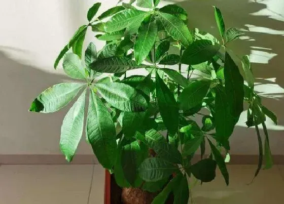 植物招财|店铺摆放什么植物招财又好养 摆放店门口聚财的绿植