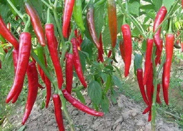 植物浇水|牛奶可以浇辣椒吗 牛奶浇辣椒的正确方法
