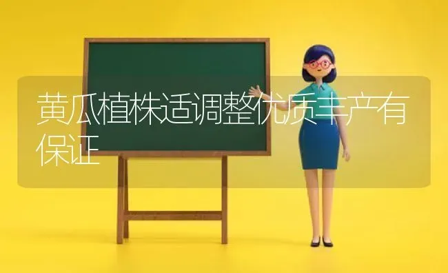 黄瓜植株适调整优质丰产有保证 | 蔬菜种植