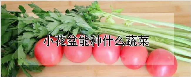 小花盆能种什么蔬菜 | 种植资料