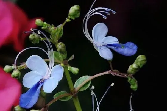 开花时间|蓝蝴蝶一年开几次花 花期月份与时间
