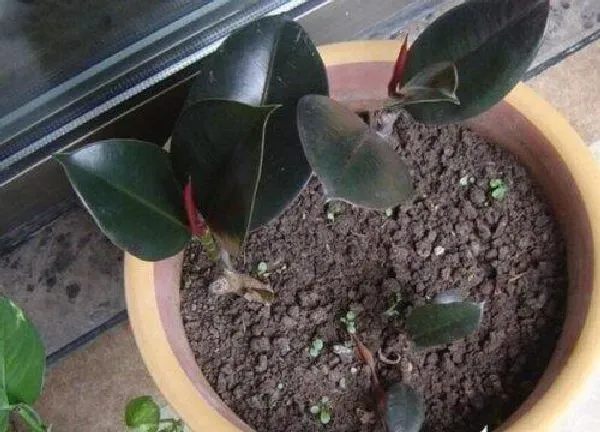 植物扦插|橡皮树的扦插方法和注意事项 什么季节扦插效果好