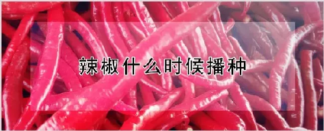 辣椒什么时候播种 | 自然知识