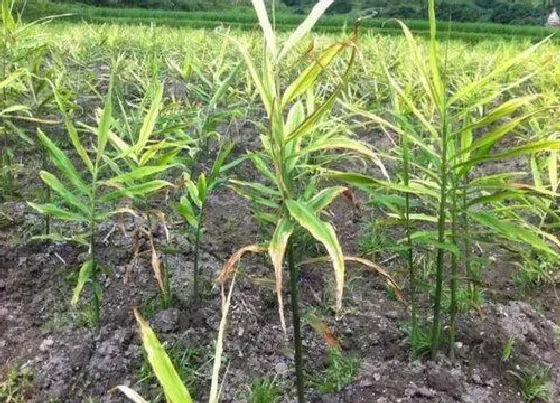 种植管理|姜要怎么栽种 生姜种植时间和高效种植方法