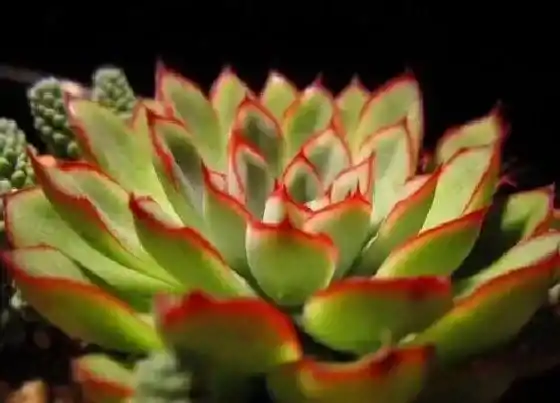 植物毒性|花月夜有毒吗 可以放在室内养吗