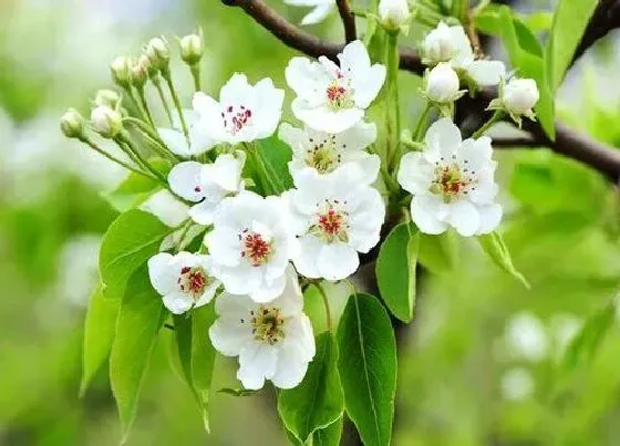 开花时间|梨花什么时候开花 开花季节是几月