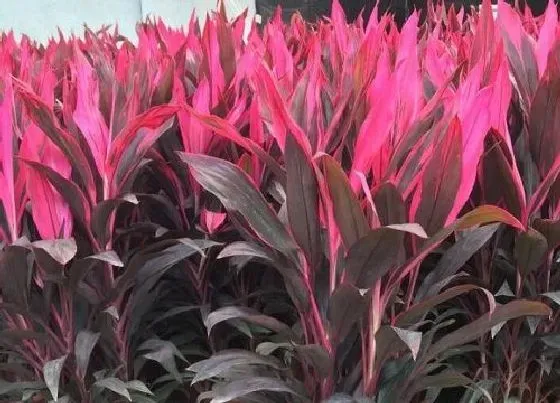 植物种类|观叶盆栽有哪些 观叶盆景常见植物有哪些