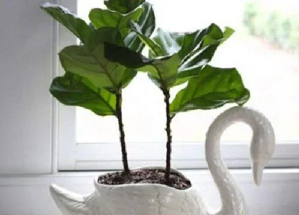 植物浇水|琴叶榕怎么浇水  养护多久浇一次水
