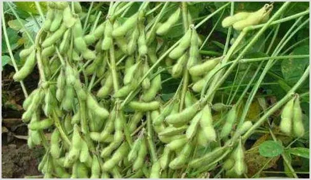毛豆的种植方法和时间 | 农业技术