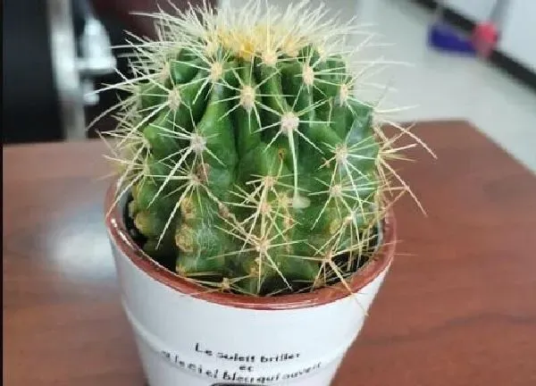 植物浇水|仙人球刚种要浇水吗