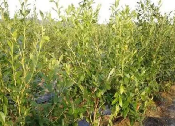 植物排行|蓝莓苗什么品种最好