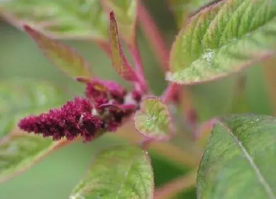 植物百科|雪樱子在农村叫什么