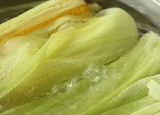 食用常识|玉米煮多少分钟就可以吃了（冷冻水果玉米多长时间能吃）