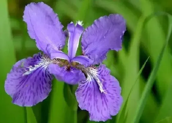 种植管理|马兰花什么季节种植合适