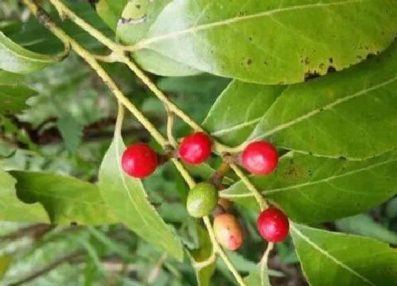 植物寓意|红豆象征着什么意义 代表什么爱情寓意