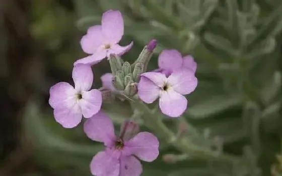 开花时间|紫罗兰什么季节开花 开花月份