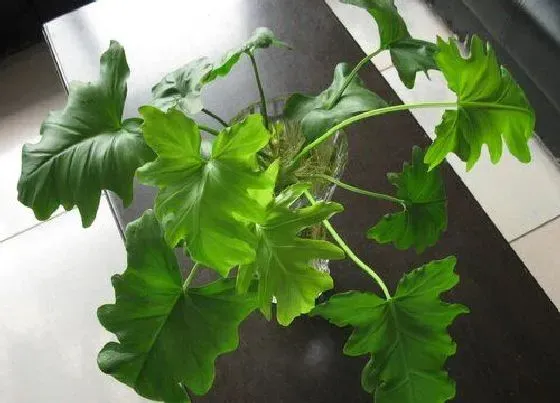 植物排行|南方阴生植物有哪些