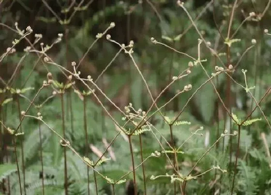 植物百科|芒萁是什么植物