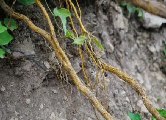 植物百科|拓木树又叫什么树