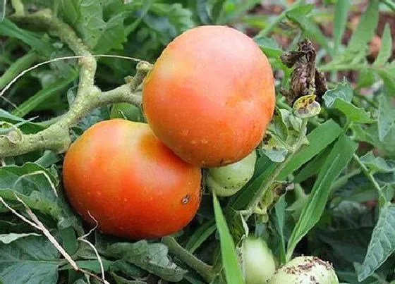 植物百科|西红柿是单性花还是双性花