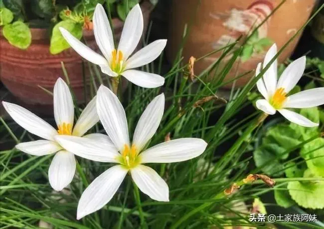植物繁殖|盆栽韭菜花怎么繁殖，韭菜兰繁殖方法如下）