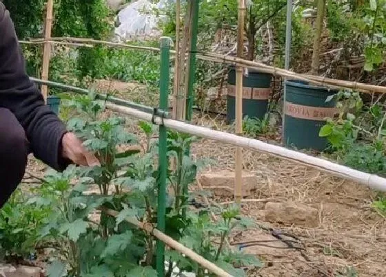 植物修剪|菊花夏天可以剪枝吗 什么时候剪枝不影响开花