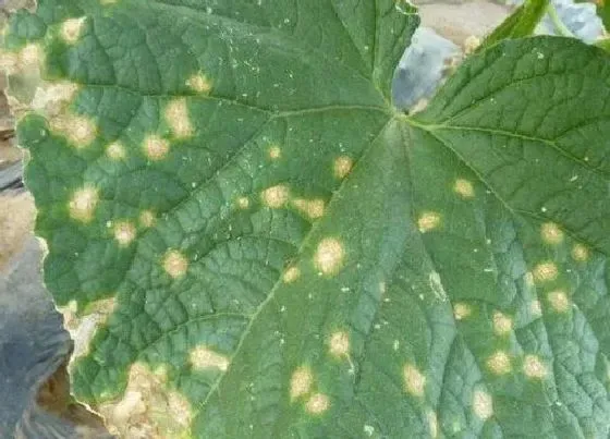 植物病害|冬瓜炭疽病发病原因及治疗方法