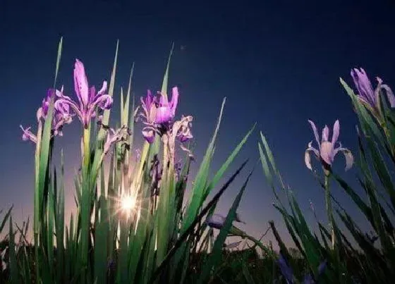 种植管理|马兰花什么季节种植合适