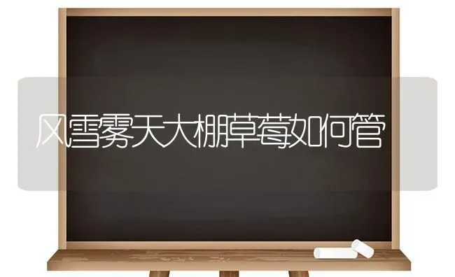 风雪雾天大棚草莓如何管 | 瓜果种植