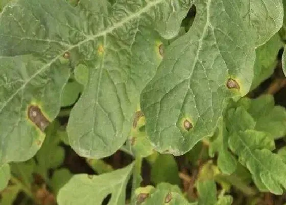 植物病害|冬瓜炭疽病发病原因及治疗方法
