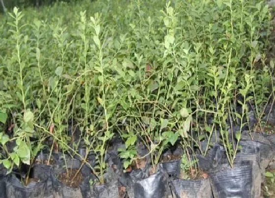 植物排行|蓝莓苗什么品种最好