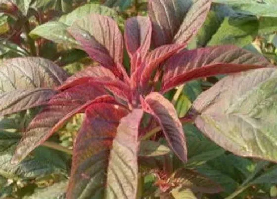 植物百科|雪樱子在农村叫什么