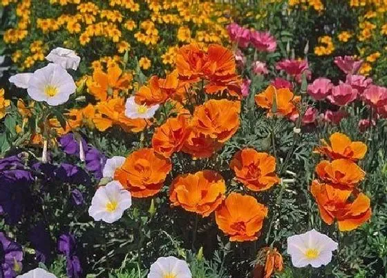 植物百科|花菱草是多年生吗