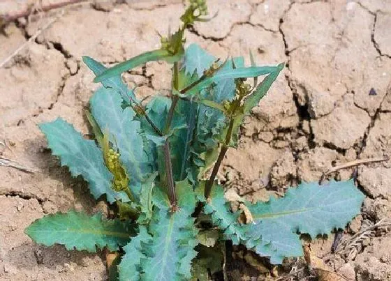 植物百科|苦碟子和婆婆丁一样吗 有什么区别