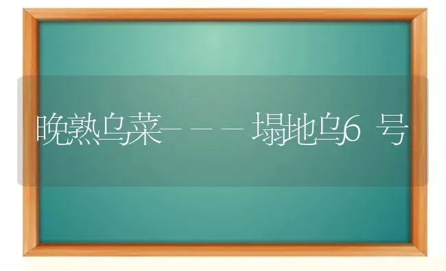 晚熟乌菜---塌地乌6号 | 蔬菜种植