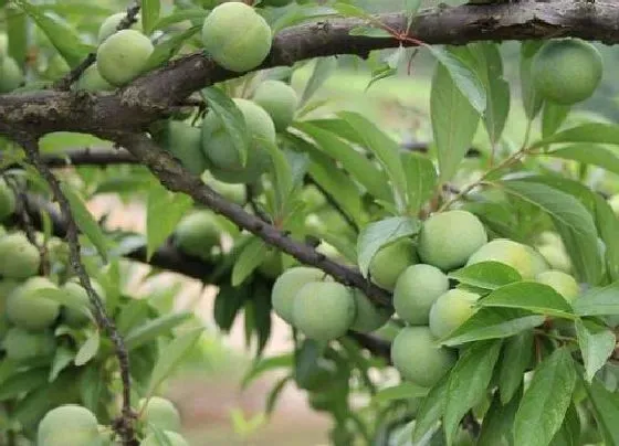 植物病害|果树黄叶病用什么药效果好