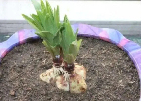 种球|百子莲种球保存方法与种植时间