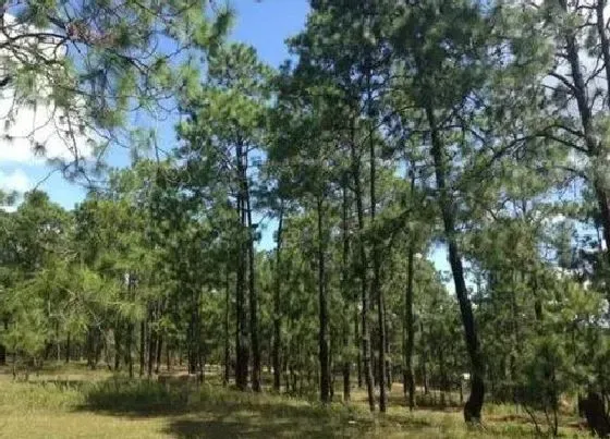 植物种类|松木是什么树种 属于松科木本植物